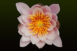 睡蓮,湖玫瑰,水生植物