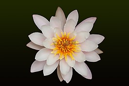 睡蓮,湖玫瑰,水生植物