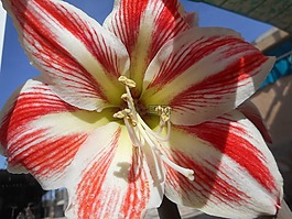 花,现场色彩,性质