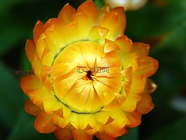 花,黃色,黃色花