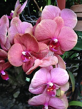 蘭花,花,國家