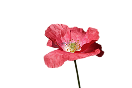 罌粟,紅色,花