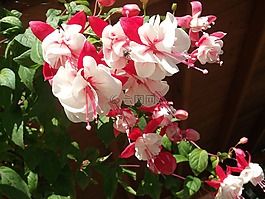 花卉,紫紅色的矮牽牛,春天