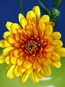秋天的菊花,秋花開花,阿斯特