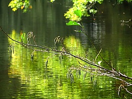 科,湖,性質(zhì)