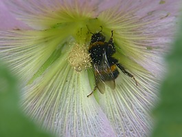 蜜蜂,花,開花