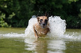 瑪利諾犬,水,比利時牧羊犬