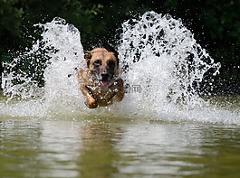 瑪利諾犬,水,比利時牧羊犬