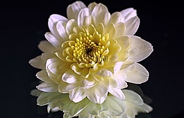 秋天的菊花,秋花開花,阿斯特