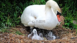 天鵝,鳥(niǎo)巢,雞