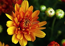 秋天的菊花,秋花開花,阿斯特
