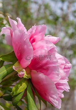 牡丹,開花,側(cè)