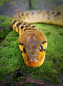 野生動物,蛇,草