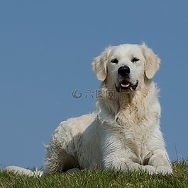 金毛獵犬,草地,狗