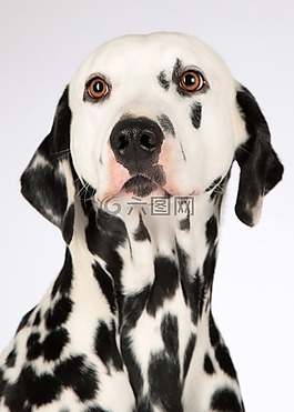 狗,dalmatians,動物肖像