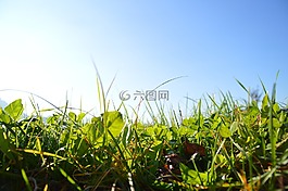 草,天空,綠色