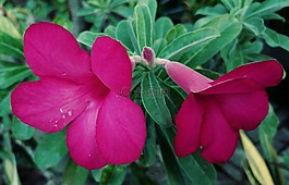 沙漠,红色的花,花园