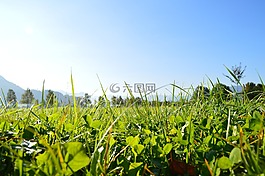 草,天空,綠色
