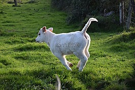 性質(zhì),動(dòng)物,小牛肉