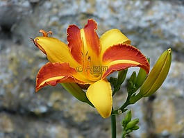 百合,花,開花