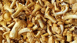 chanterelles,蘑菇,蛋海綿