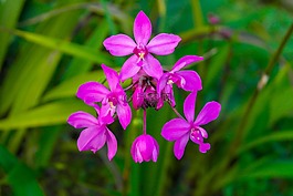 花,開(kāi)花,布盧姆