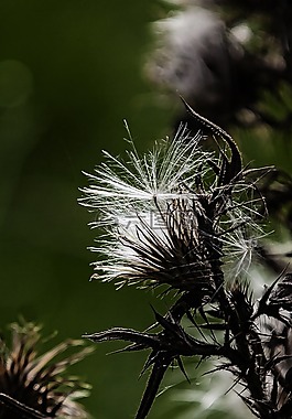 薊,白,銀薊