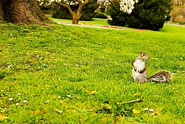 倫敦,松鼠,公園