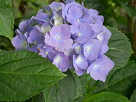 绣球,蓝色,flowrs