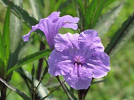 墨西哥,矮牽牛,鮮花