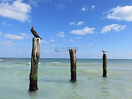 海鳥類,鸕鶿,職位