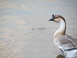 鸭,动物,鸟嘴