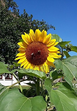 太陽花,蜜蜂,花