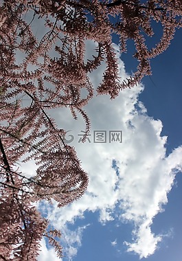 紅柳,灌木,天空