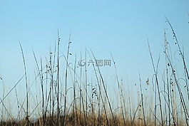 海燕麥,seaoats,海