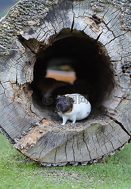 豚鼠,動(dòng)物園,甜