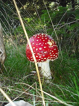 复古蘑菇,真菌,毒蕈