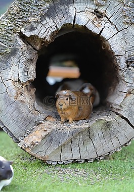 豚鼠,動物園,甜