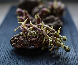 馬鈴薯,老,蔬菜