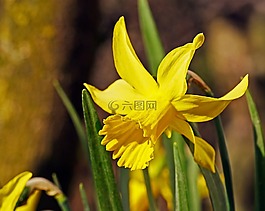 水仙,喇叭水仙,開花