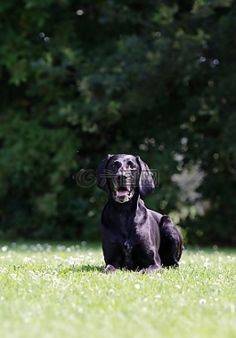 德國的短頭發,獵犬,黑色
