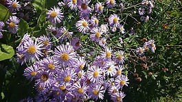 秋季,花卉,夏季