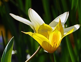 郁金香,鮮花,黃色
