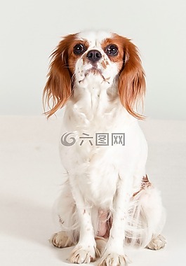 狗,騎士國王查爾斯獵犬,純種狗