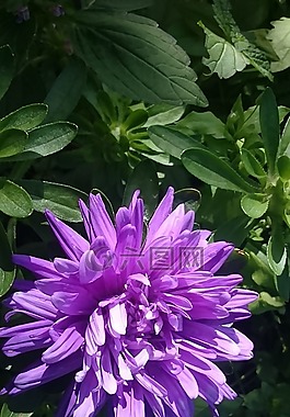 阿斯特拉,花卉,植物