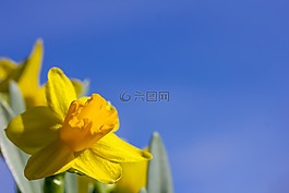 复活节百合,复活节,蓝色的天空
