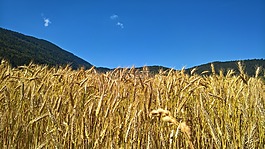 性質(zhì),小麥,谷物
