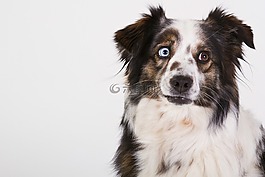 狗,澳大利亞牧羊犬,肖像