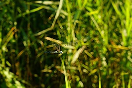蜻蜓,昆蟲飛行