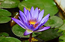 睡蓮,鮮花,水